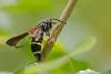 204985 – Photo : Marc Solari – France (68)